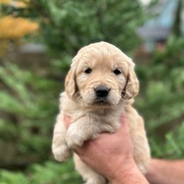 Yellow Collar - Golden female Golden Retriever puppy in Rainier, Washington from Hanson’s NW Goldens & Doodles