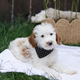 Blue collar boy - Parti male Goldendoodle puppy in Spokane, Washington from Beloved_doodles_WA