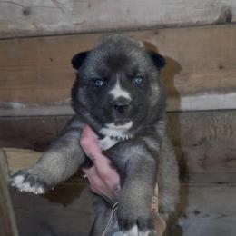 Girl 1 - Agouti and white female Siberian Husky puppy in Iron River, Wisconsin from Wiemeri Siberians