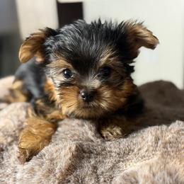 Enzo - Black and gold male Yorkshire Terrier puppy in Palmdale, California from Pucci Pawfect