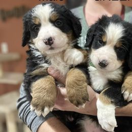 Bernese Mountain Dogs and Goldendoodles from Livys Doodles & Poodles