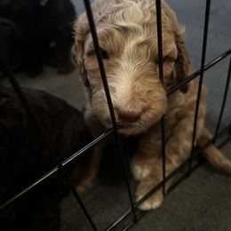 Poodle Puppies from The Stone’s Poodles