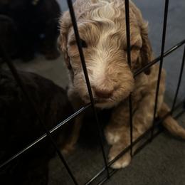 Poodle Puppies from The Stone’s Poodles