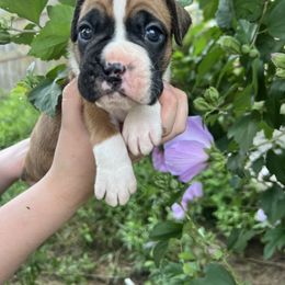 Flashy fawn male - Fawn male Boxer puppy in Enon, Ohio from Diamond Lane Boxers