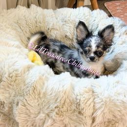 Twilight Sparkle - Merle female Chihuahua puppy in Anderson, South Carolina from Lil Treasures Chihuahuas
