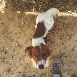 Teddy - Dachshund