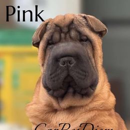 Pink - Red fawn female Chinese Shar-Pei puppy in Oakwood, Ohio from CarPeiDiem Chinese Shar-Pei