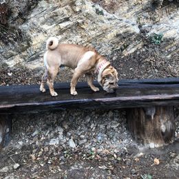 Chinese Shar-Pei All Grown Up from Setareh Chinese Shar Pei
