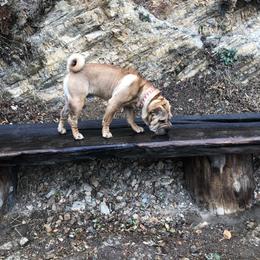 Chinese Shar-Pei All Grown Up from Setareh Chinese Shar Pei