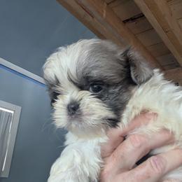 Blue parti sable boy  - Gorgeous - Blue and white male Shih Tzu puppy in Surry, Maine from McKayla Hairston