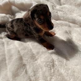 Hannah - Dapple female Dachshund puppy in San Diego, California from Enchantables