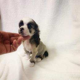 Blija - Sable male Chinese Crested puppy in Henderson, Kentucky from Western Kentucky Chihuahua’s and Chinese Crested’s