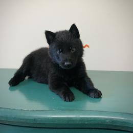 Orange - Black male German Shepherd puppy in Pendleton, South Carolina from DogSmith Purebreds