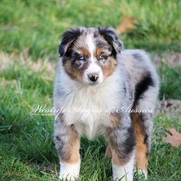 Australian Shepherd Puppies from Westrip Angus & Aussies
