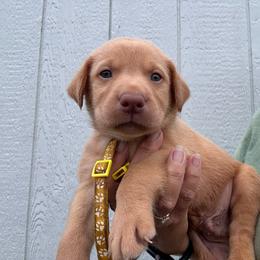 Yellow - Yellow male Labrador Retriever puppy in Newton Grove, North Carolina from Wayalife Labradors & Gsp’s