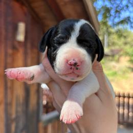 Rosemary - gray collar - Black and white female German Shorthaired Pointer puppy in Mokelumne Hill, California from Underhill GSP