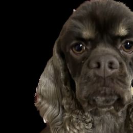 “Mia” - Cocker Spaniel