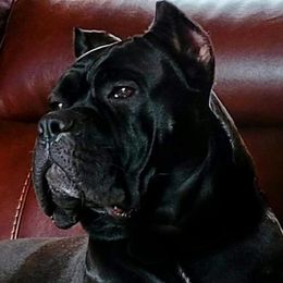 Rain - Cane Corso