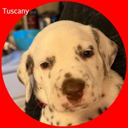 Tuscany - White and liver brown male Dalmatian puppy in Lakewood, Colorado from Hapi-Dal Dalmatians and Primetime Whippets