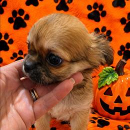 Reese - Black sabled fawn male Chihuahua puppy in Kyle, Texas from joy of chihuahuas tx