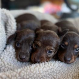 Dachshund Puppies from Jennifer Chadwell