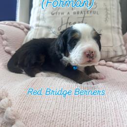Bernese Mountain Dog Puppies from Red Bridge Berners