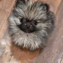 Ling ling - Wolf sable female Pomeranian puppy in El Centro, California from BabyBooPoms