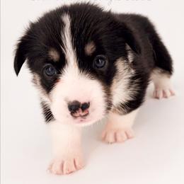 Breeze - Black and tan female Pembroke Welsh Corgi puppy in Kiowa, Colorado from Cool Water Corgis LLC