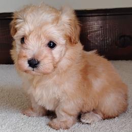 Thea - Cream female Havanese puppy in Kinston, North Carolina from Court Jester Havanese and Russian Salon Dogs