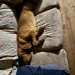 Basset Hound and Bloodhound Puppies from Beaver Creek Kennels