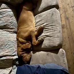 Basset Hound and Bloodhound Puppies from Beaver Creek Kennels