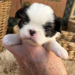 Boy 3 - Black and white male Japanese Chin puppy in Sandstone, Minnesota from Peaceful Garden Cavaliers