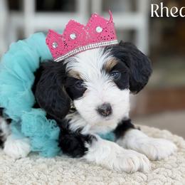 Rhea - Tri-color female Bernedoodle puppy in Henry, Illinois from Rowe Farms Doodles