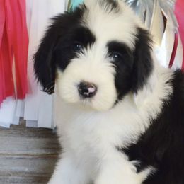 Goldendoodles and Sheepadoodles from Northwood Doodles