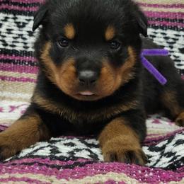 Girl 2 - Black and mahogany female Rottweiler puppy in Blanchard, Oklahoma from Mystique Kennel