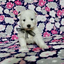 Ivan - White male Siberian Husky puppy in Lunenburg, Vermont from SNOW WOOLY HUSKY