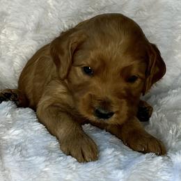 Red collar boy - Red  male Goldendoodle puppy in Fairfield, California from Twin Sisters Doodles