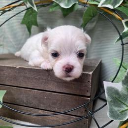 Duey - White male Maltese puppy in Monticello, Iowa from Ashley’s Puppies