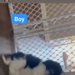 Goldendoodle and Poodle Puppies from Elizabeth Rocha's Doodles