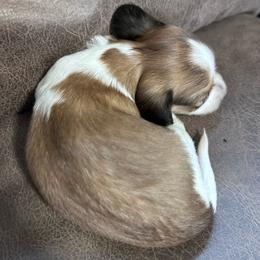Waylon - Piebald male Dachshund puppy in Spring Creek, Nevada from Hobby Horse Mini Doxies