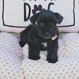 Boy 1 - Black male Miniature Schnauzer puppy in Mc Allen, Texas from Demara’s Premium Schnauzers