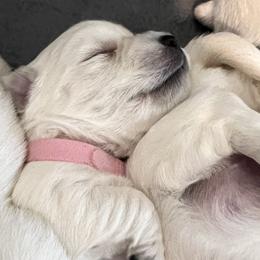 Pink - White female West Highland White Terrier puppy in Kuna, Idaho from Treasure Valley Idaho Westies