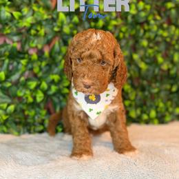 Tom - Red  male Goldendoodle puppy in Houston, Texas from Golden Life Doodles