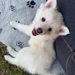 Calamity Jane - Gray and white female Pomsky puppy in Blue Earth, Minnesota from Blue Sky Pomsky