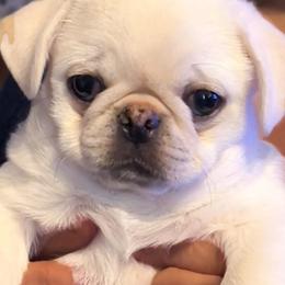 Jasper (tiny runt) - White male Pug puppy in Morgantown, West Virginia from Groovy Pugs