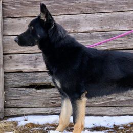 Cadett - German Shepherd