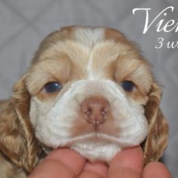 Vienne - Buff female Cocker Spaniel puppy in Myerstown, Pennsylvania from The Cocker Cingdom