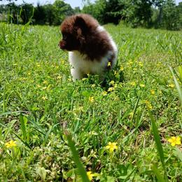 Fiona - Chocolate parti female Pomeranian puppy in Ada, Oklahoma from Once Upon A Fluff