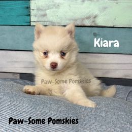 Kiara - White female Pomsky puppy in Krum, Texas from Paw-Some Pomskies