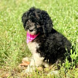 Flora - Black and white female Aussiedoodle puppy in Eastman, Georgia from Dood B Ranch